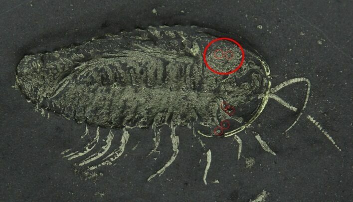 Pyritized Triarthrus Trilobite With Eggs - New York #39188